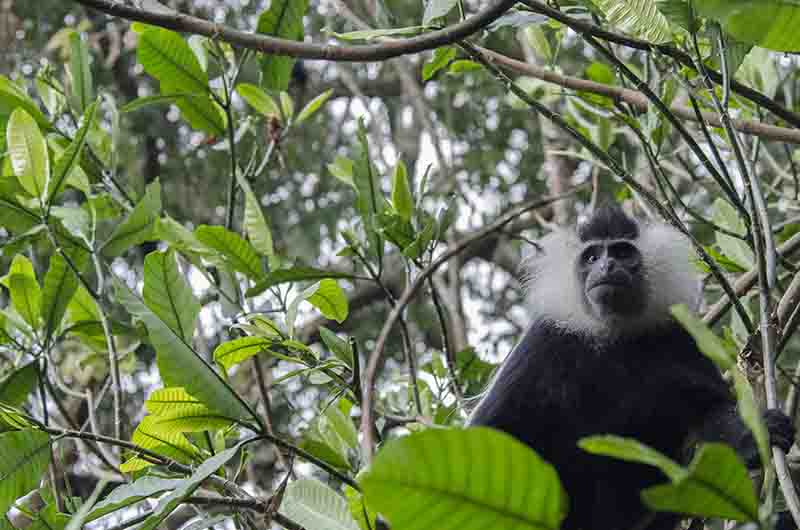 35 - Mono Colobo de Angola - parque nacional de Nyungwe - Ruanda